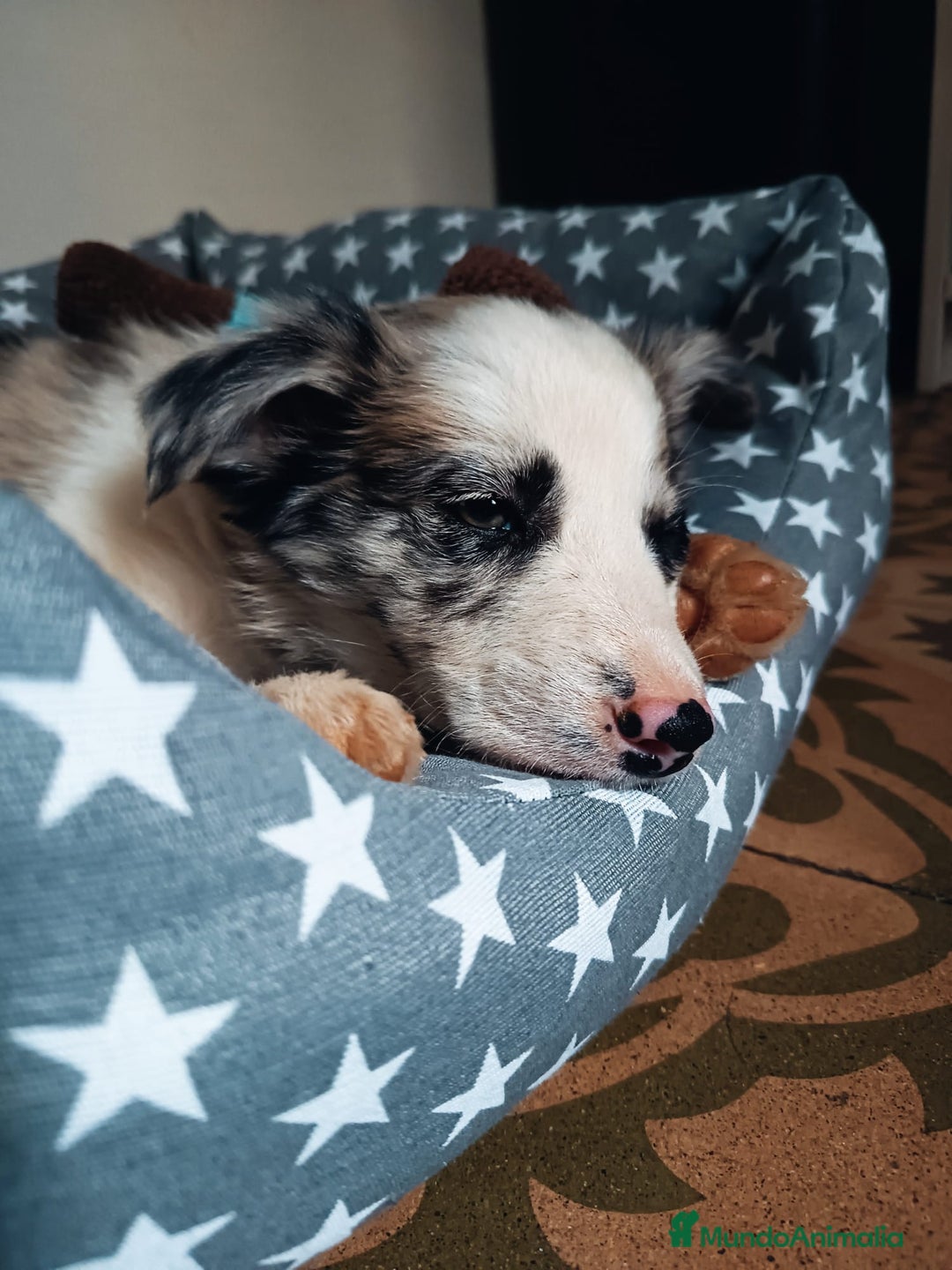 Border Collie perros en venta: Urge venta cachorro border collie  - Anuncio 4