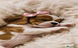 Cavalier King Charles Spaniel perros en venta: Cavalier Blenheim🤍 - Imagen 3