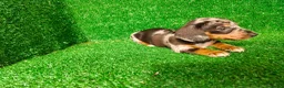 Teckel Miniatura perros en venta: Teckel miniatura  - Anuncio 9