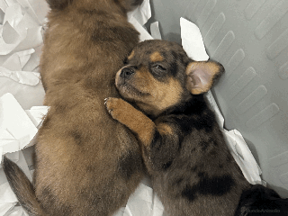 Chihuahua perros - Anuncio 2