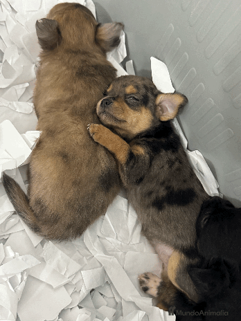 Chihuahua perros - Anuncio 1