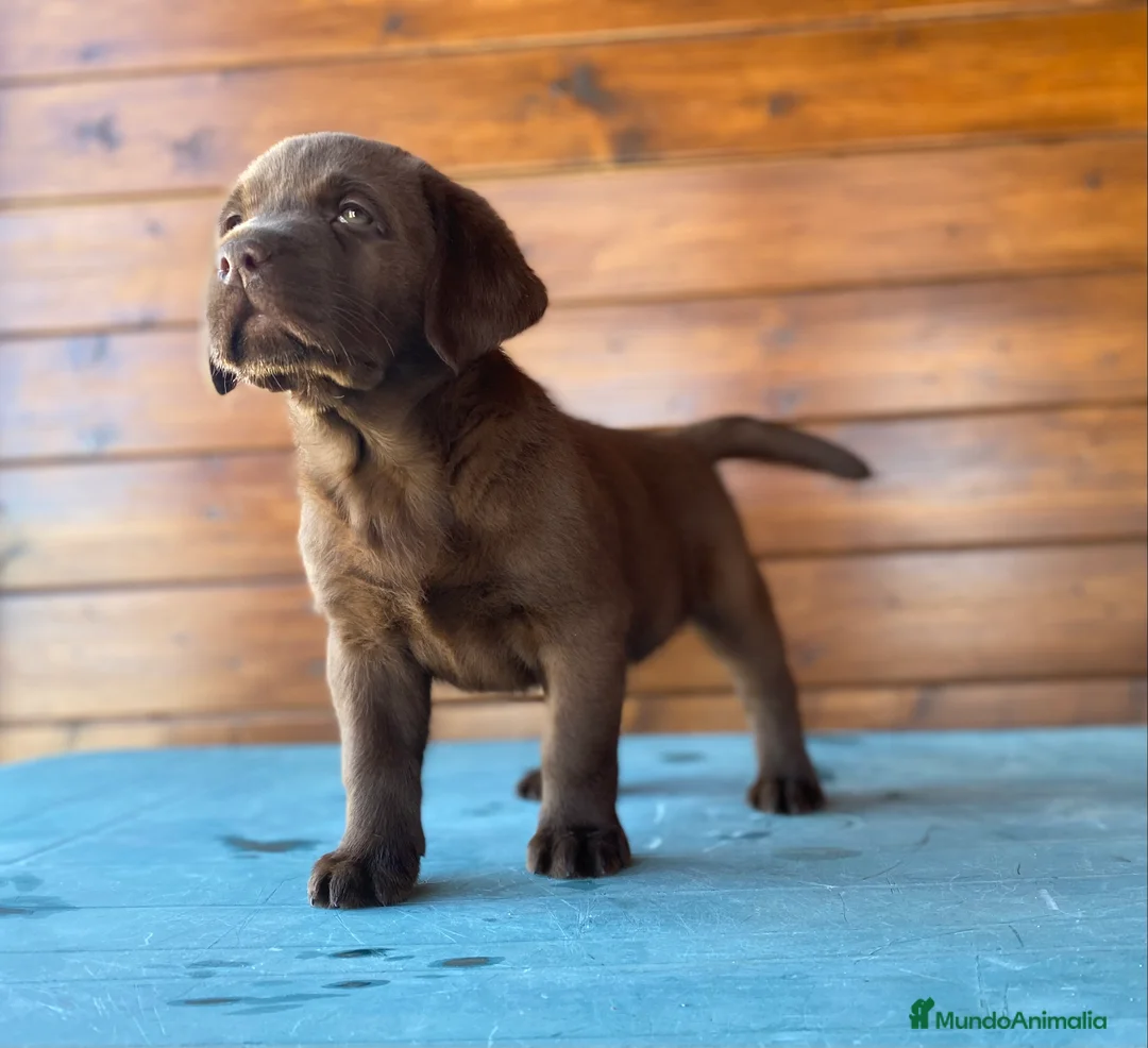 Labrador Retriever perros en venta: Labrador Chocolate cachorros  en Madrid - Anuncio 2