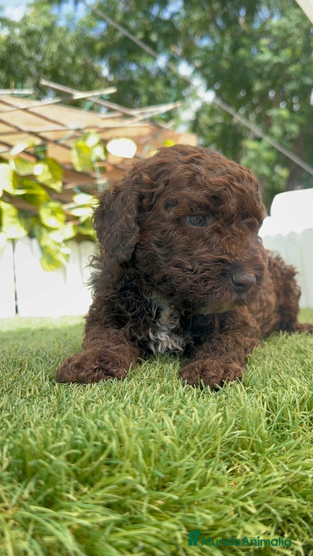 Perro de Agua Español perros en venta: PERRO DE AGUA ESPAÑOL - Imagen 30