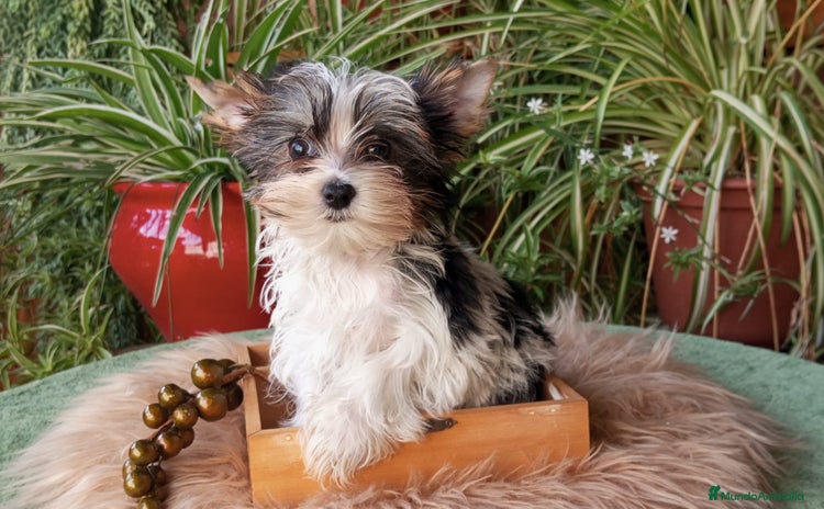 Biewer Yorkshire Terrier a la Pom Pon perros - Anuncio 2