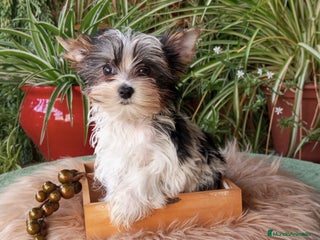 Biewer Yorkshire Terrier a la Pom Pon perros - Anuncio 15