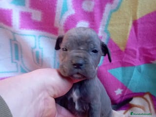 Cane Corso perros CANE CORSO BLUE en Murcia - Anuncio 2
