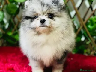 Pomerania perros Pomerania Toy - Anuncio 1