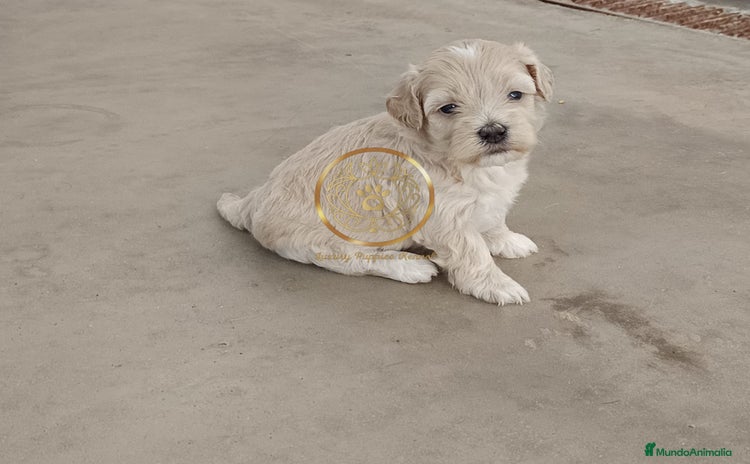 Maltipoo perros - Propaganda 1