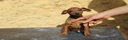 Pinscher Miniatura perros en venta: Pinscher miniatura disponibles  - Anuncio 4