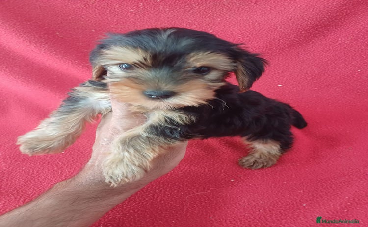 Yorkshire Terrier perros - Propaganda 5