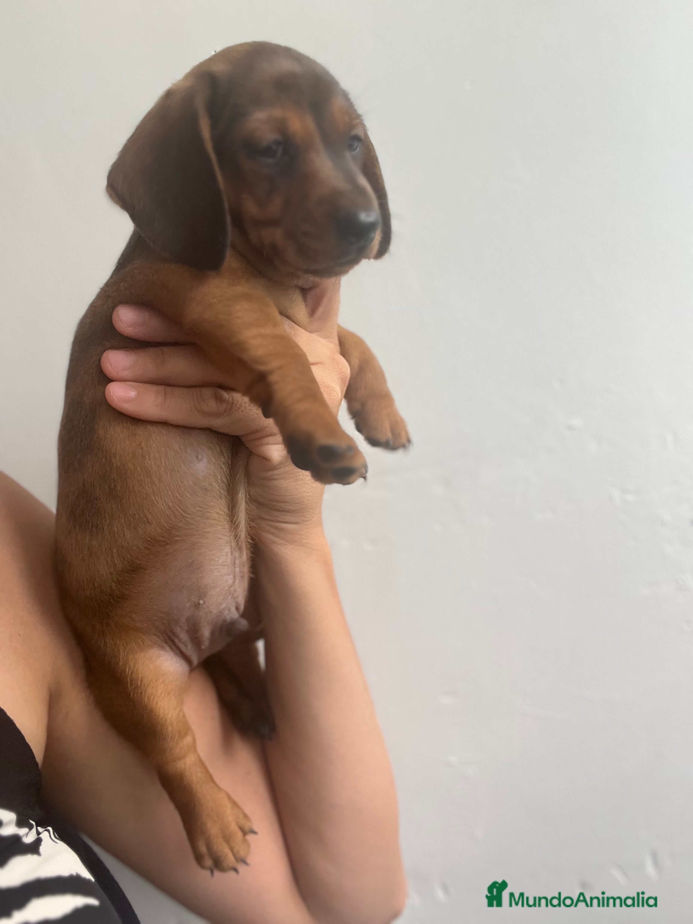 Teckel Miniatura perros Impresionante Teckel miniatura 601144783 - Anuncio 22