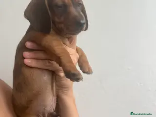 Teckel Miniatura perros Impresionante Teckel miniatura 601144783 - Anuncio 22