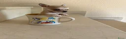 Chihuahua perros en venta: Chihuahuas micro toy máxima calidad - Anuncio 27