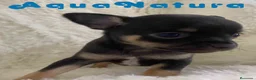 Chihuahua perros en venta: Chihuahua Hembra de Merla y Choc - Anuncio 4