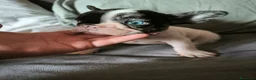 Bulldog Francés perros en venta: BULLDOG FRANCÉS MERLE en Madrid - Anuncio 9