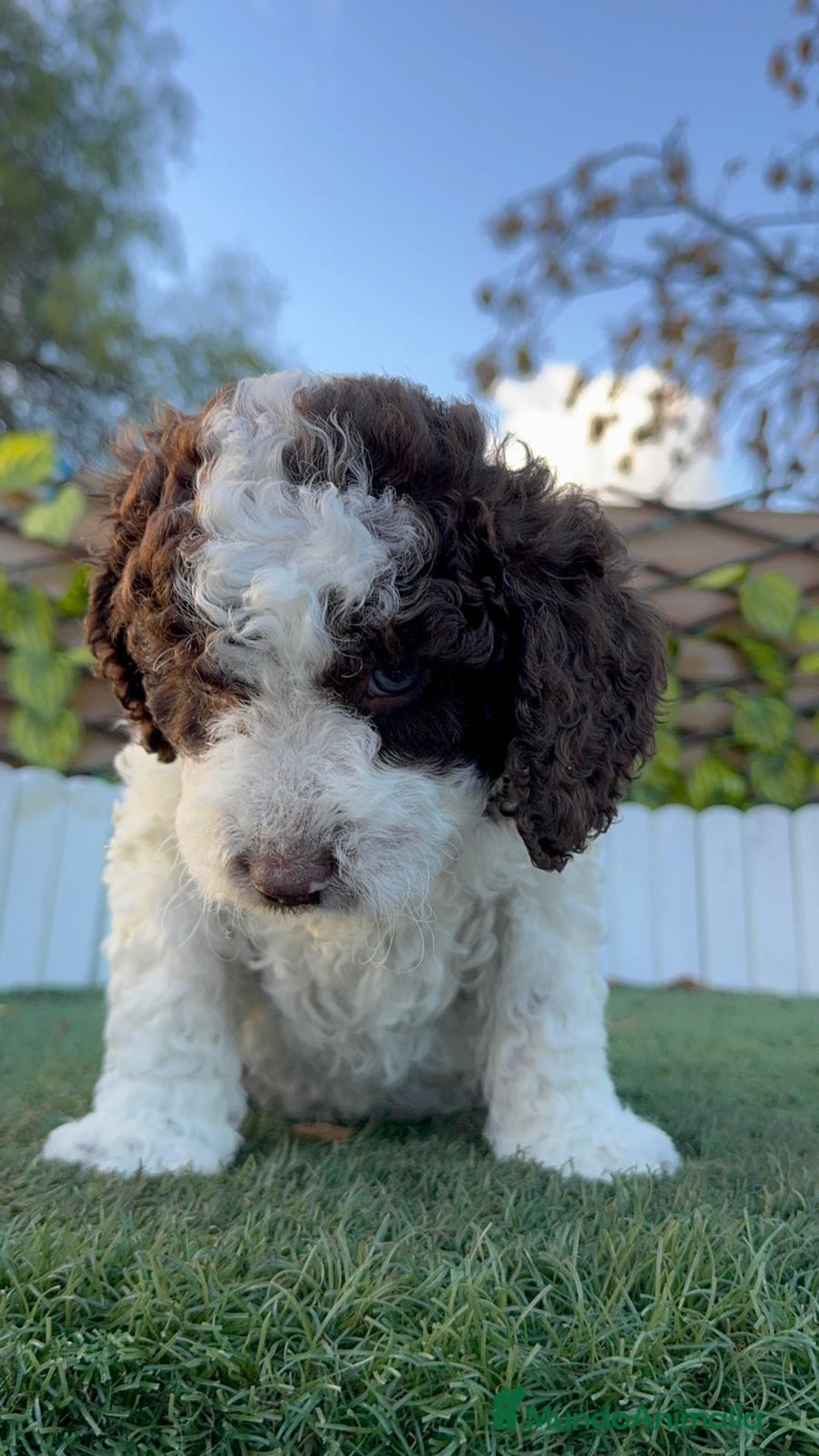 Perro de Agua Español perros en venta: PERRO DE AGUA ESPAÑOL - Anuncio 12