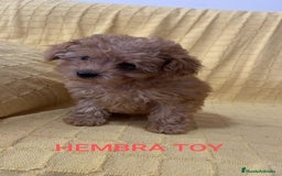 Caniche Toy perros en venta: CANICHES TOYS CALIDAD Y SELECCIÓN  - Imagen 3
