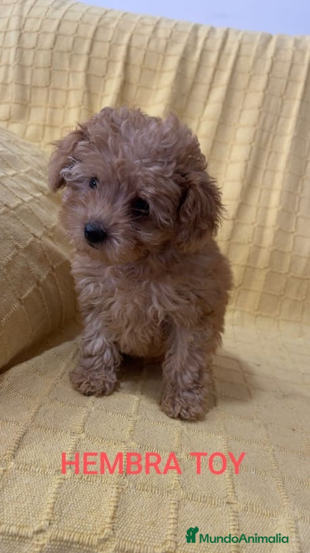 Caniche Toy perros en venta: CANICHES TOYS CALIDAD Y SELECCIÓN  - Imagen 3