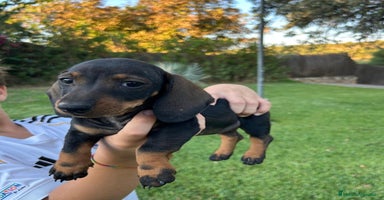 Teckel Miniatura perros - Anuncio 5