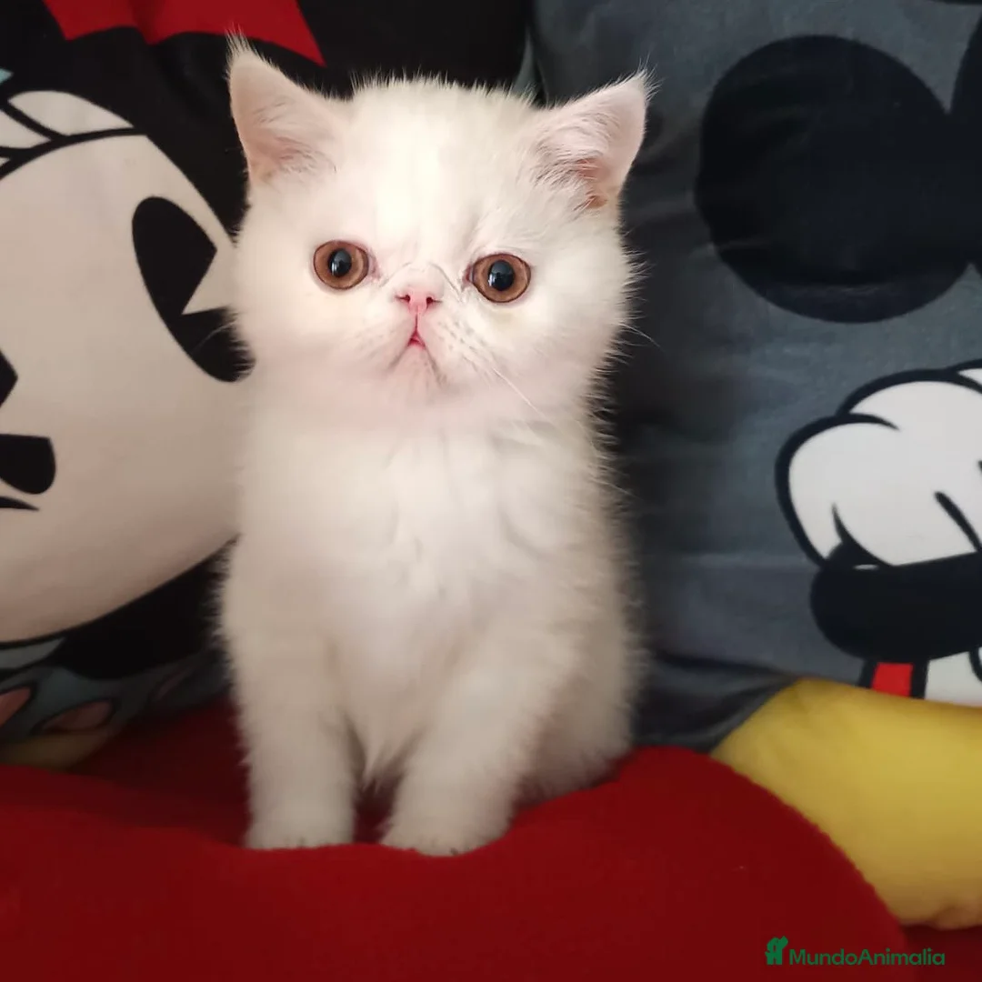 Persa gatos en venta: Persa Exótico  - Anuncio 5