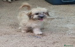 Bichón Habanero perros en venta: Hembra bichon habanero adopción  - Imagen 7