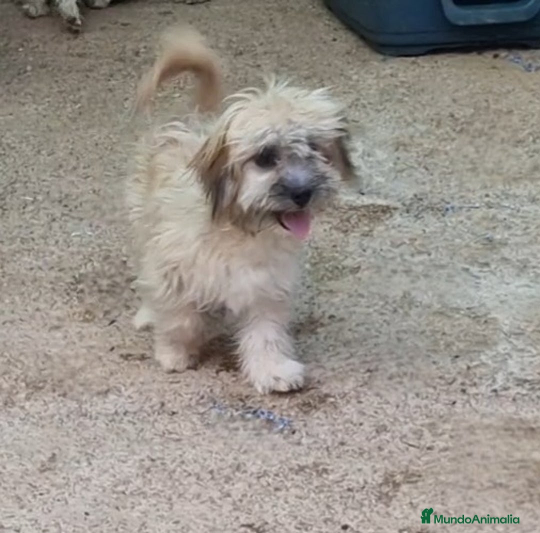 Bichón Habanero perros en venta: Hembra bichon habanero adopción  - Imagen 7