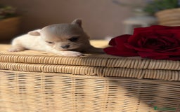 Chihuahua perros en venta: Chihuahua Toy macho disponible  - Imagen 1