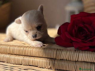 Chihuahua perros - Anuncio 2