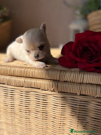 Chihuahua perros - Anuncio 1