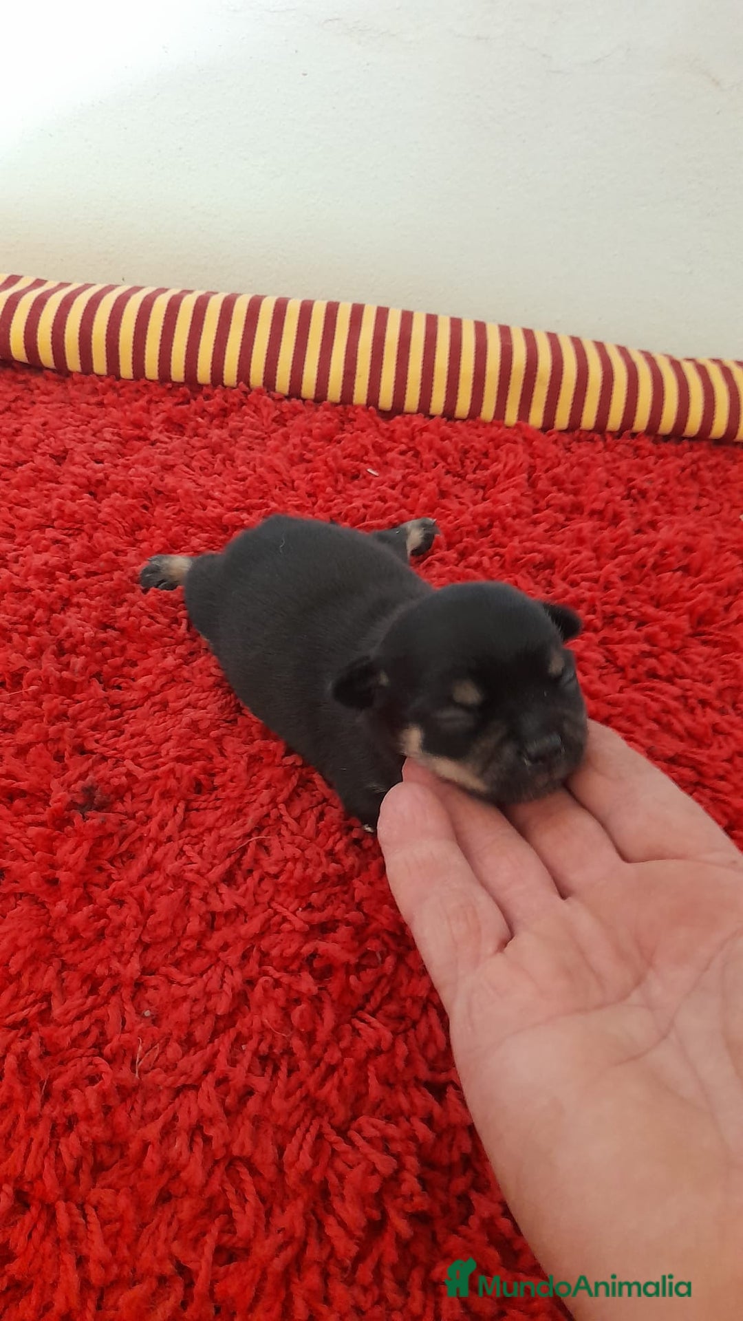Chihuahua perros en venta: Cachorros chihuahua cabeza de manzana - Imagen 2