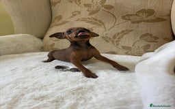 Pinscher Miniatura perros en venta: Pinscher Miniatura cachorro hembra  - Imagen 11