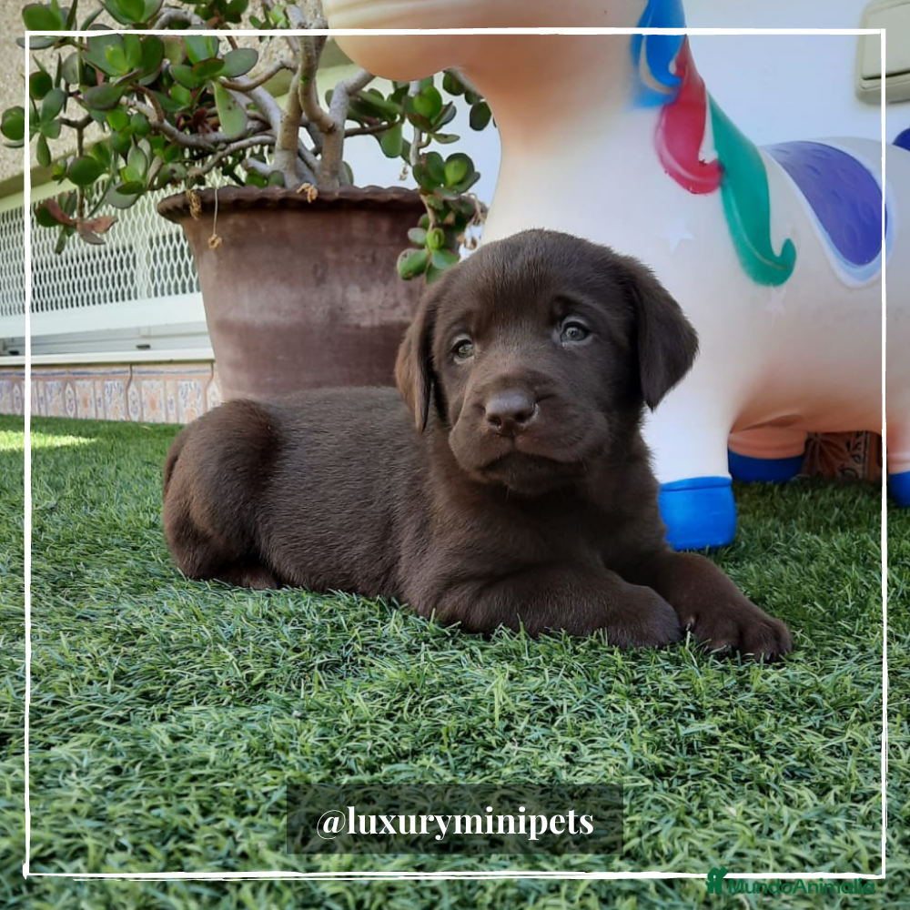 Labrador Retriever perros Camada de Labrador Retriever en Madrid - Anuncio 2