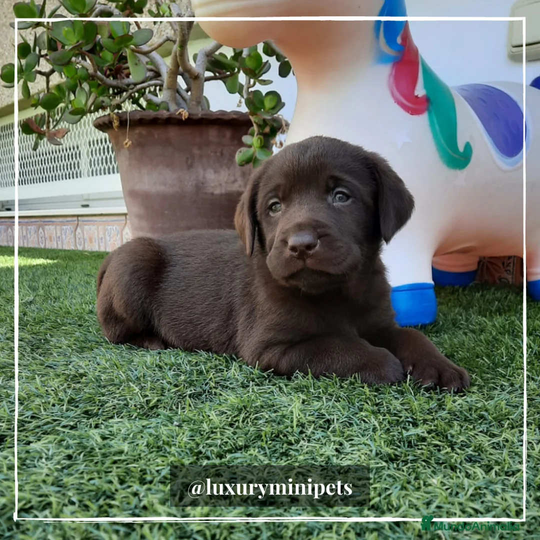 Labrador Retriever perros en venta: Camada de Labrador Retriever en Madrid - Anuncio 2