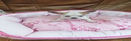 Chihuahua perros en venta: CHIHUAHUA TOY  - Anuncio 2