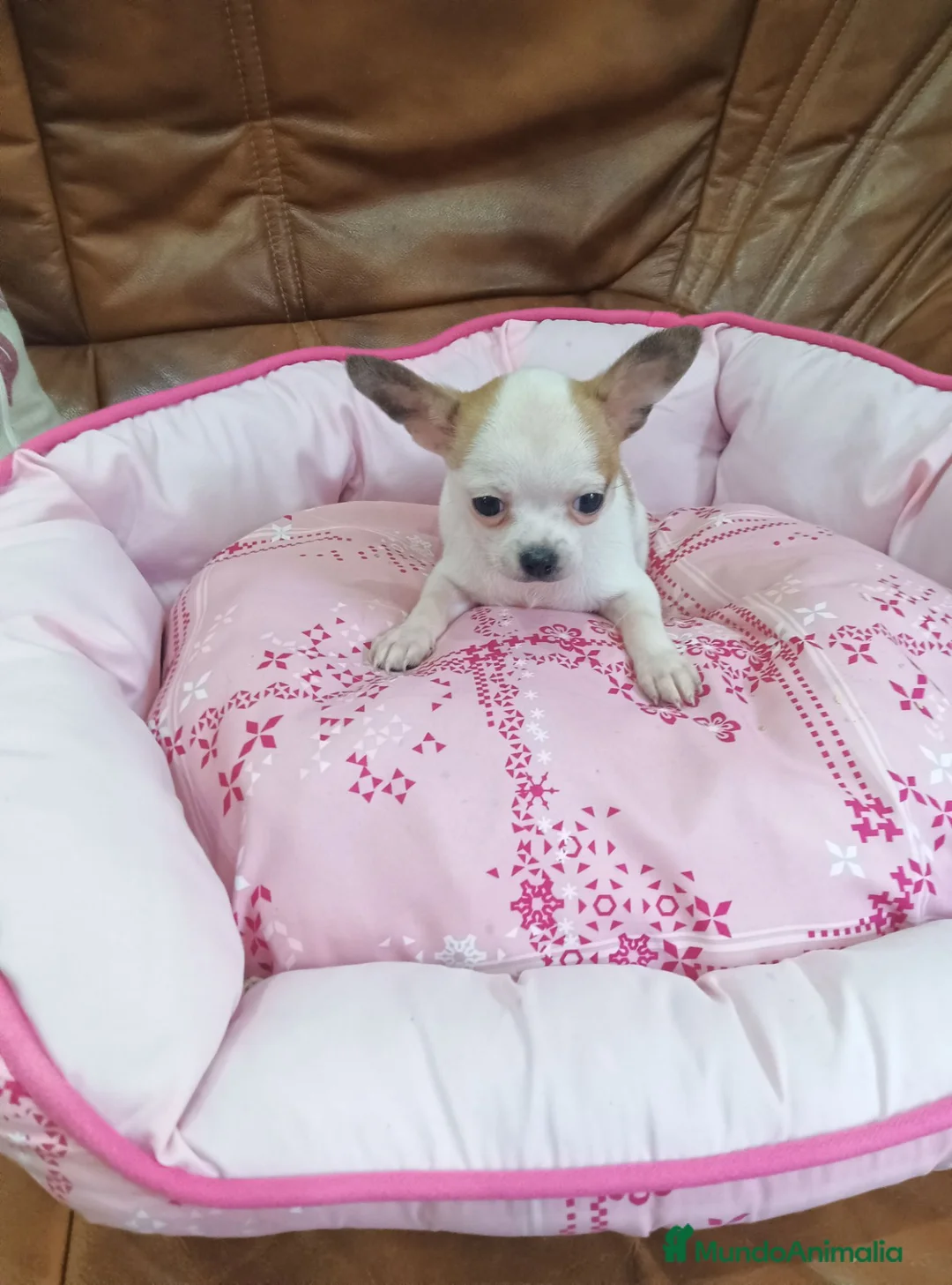 Chihuahua perros en venta: CHIHUAHUA TOY  - Anuncio 2