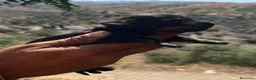 Teckel Miniatura perros en venta: Teckel kaninchen  - Anuncio 5
