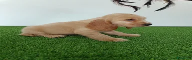 Cocker Spaniel Inglés Cachorro 2