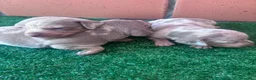 Teckel Miniatura perros en venta: Excelente camada de Teckel chocolate y arlequin  en Barcelona - Anuncio 6