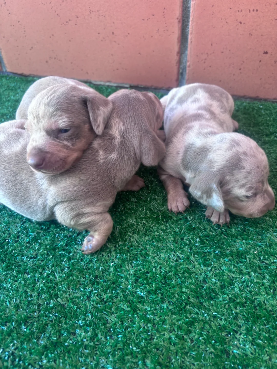 Teckel Miniatura perros en venta: Excelente camada de Teckel chocolate y arlequin  en Barcelona - Anuncio 6