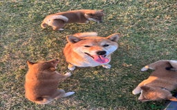 Shiba Inu perros en venta: SHIBA INU PONTEVEDRA - Imagen 1
