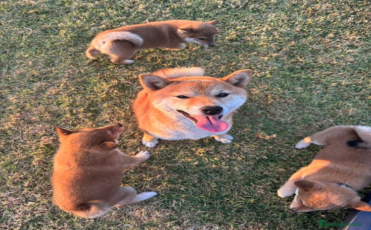 Shiba Inu perros - Anuncio 1