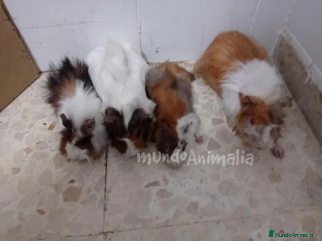 Imagen de galería {{count}}