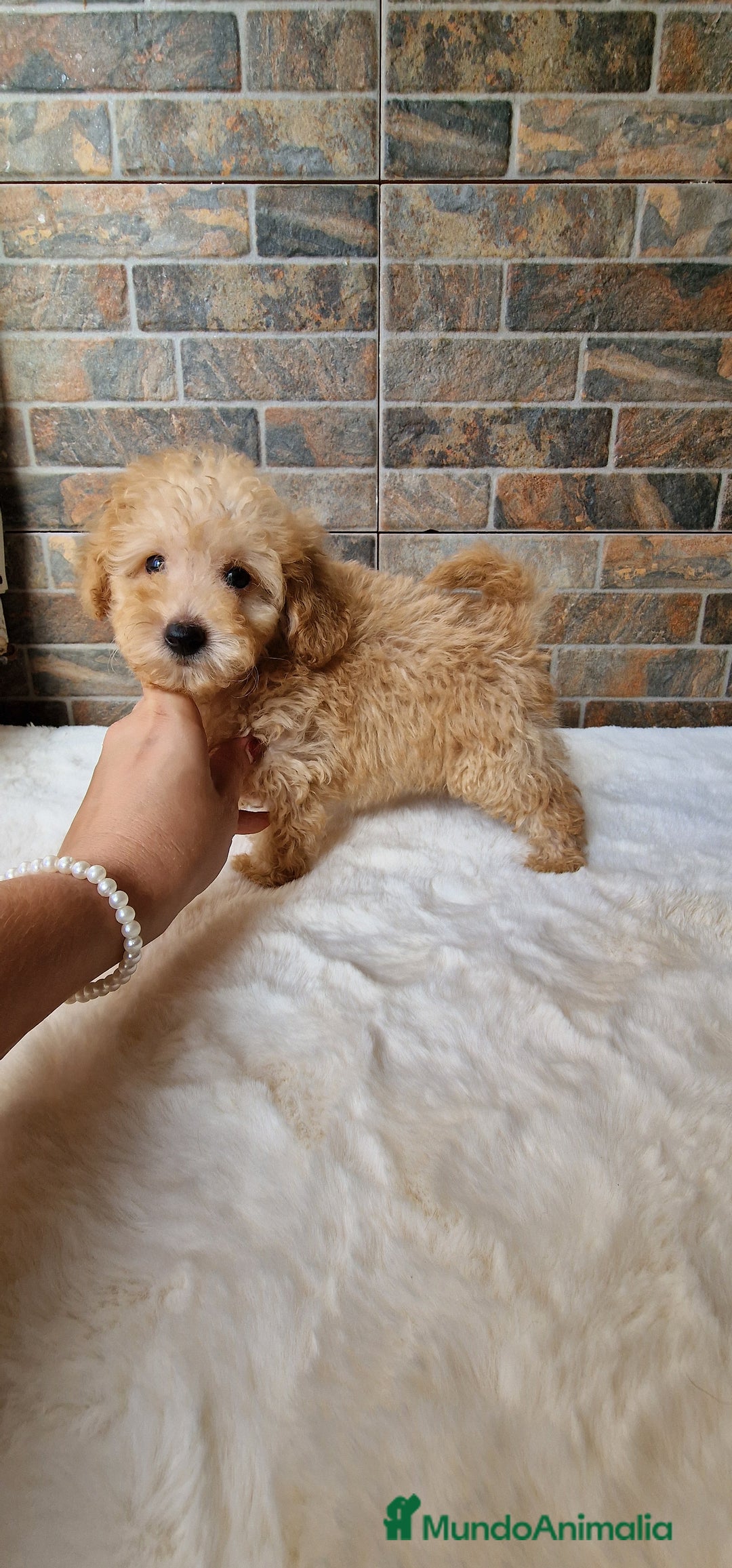 Caniche Toy perros en venta: MACHO CANICHE TOY - Imagen 2