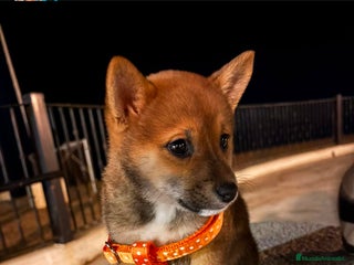 Shiba Inu perros Shiba Inu machos preciosos cachorros - Anuncio 3