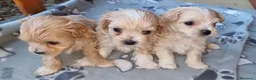 Maltipoo perros en venta: Maltipoos - Anuncio 5