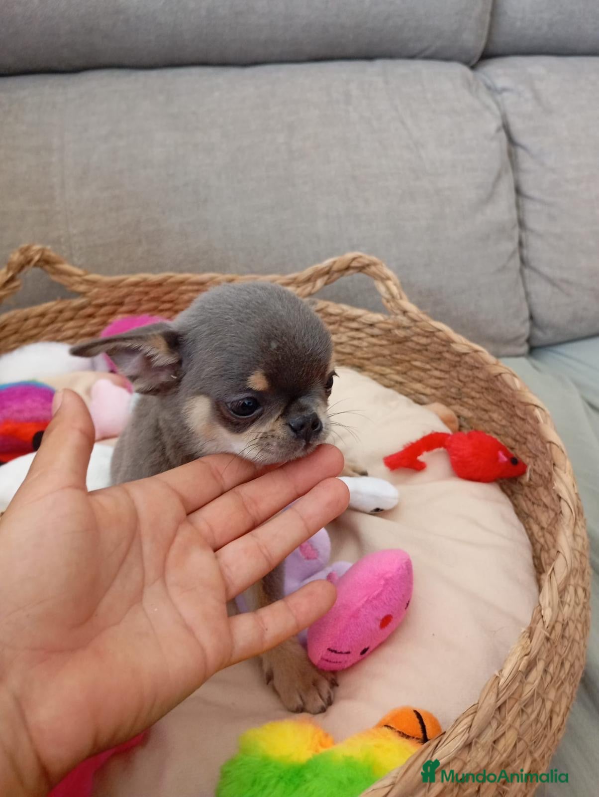 Chihuahua perros CHIHUHUAS TOYS LÍNEA RUSA  - Anuncio 1