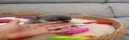 Chihuahua perros en venta: CHIHUHUAS TOYS LÍNEA RUSA  - Anuncio 1