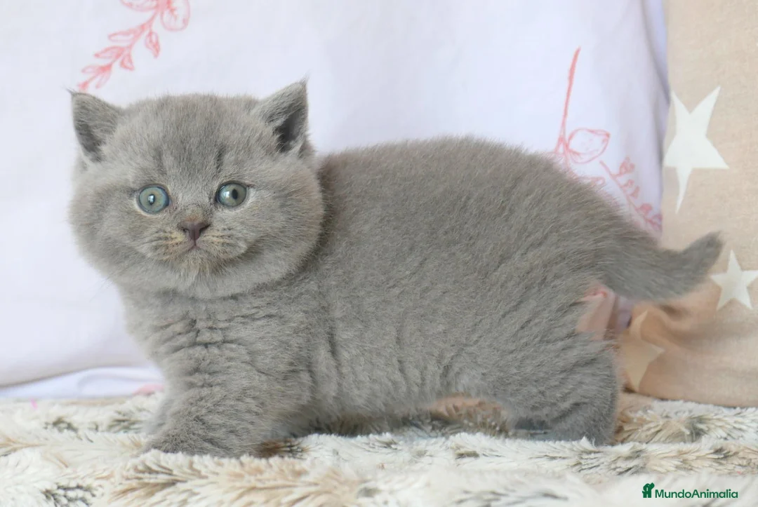Británico de Pelo Corto Azul gatos en venta: 🐾 Gatitos British Shorthair Azules Exclusivos🐾 - Anuncio 1