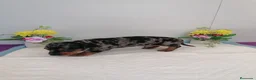 Teckel perros en venta: Preciosos teckel muy cariñosos  - Anuncio 8