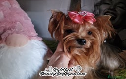 Yorkshire Terrier perros en venta: Yorkshire terrier - Imagen 8